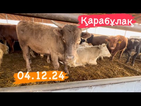 Видео: Ірі қара бағасы 04.12.24 Қарабұлақ мал базары