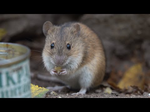 Видео: Немного о мышах. Зарисовка / A little bit about mice. The sketch
