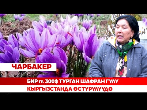 Видео: Бир граммы 300$ турган шафран гүлү Кыргызстанда өстүрүлүүдө