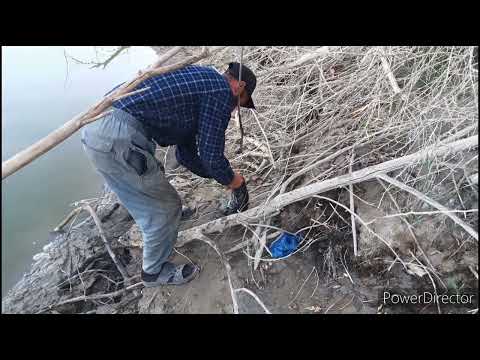 Видео: Сырдарья рыбалка на кармаки и закидушки