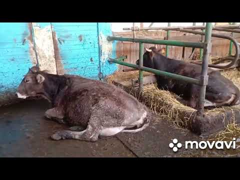 Видео: Итоговое видео за три года. Почему не было и больше врят ли будут другие.Много цифр в конце видео.