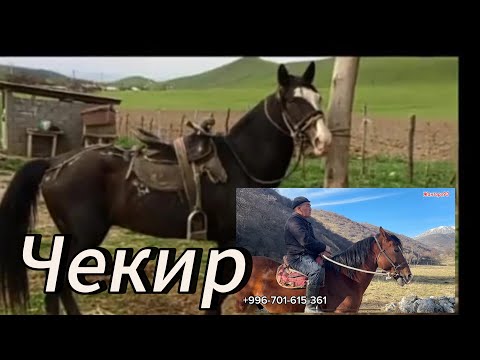 Видео: Нургазы акеден Чекир жана Торпоктун Аты чыкты