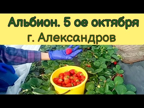 Видео: Альбион. 5 октября. Ремонтантная клубника. Подкормки. Обработки.