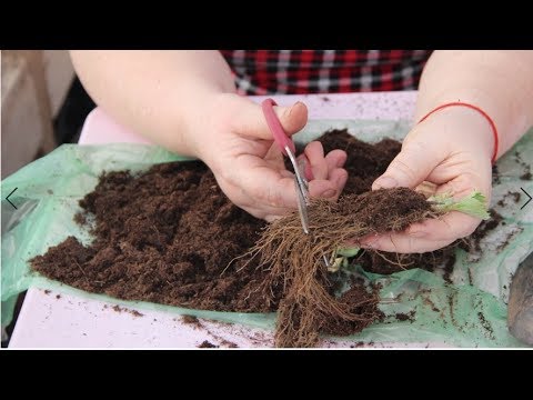 Видео: КАК СОХРАНИТЬ КЛУБНИКУ ДО ВЫСАДКИ В ГРУНТ.