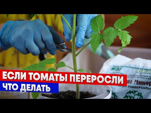 Видео: Если томаты переросли  -  что делать