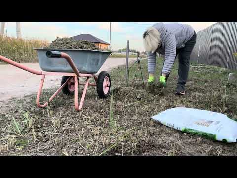 Видео: #54 ДАЧНЫЙ ВЛОГ👩‍🌾ОБЛАГОРАЖИВАЕМ ТЕРРИТОРИЮ ЗА ЗАБОРОМ 🌿САЖАЕМ КЕДР,СОСНУ,РЯБИНУ И ГОРТЕНЗИИ🌳🌲🪻