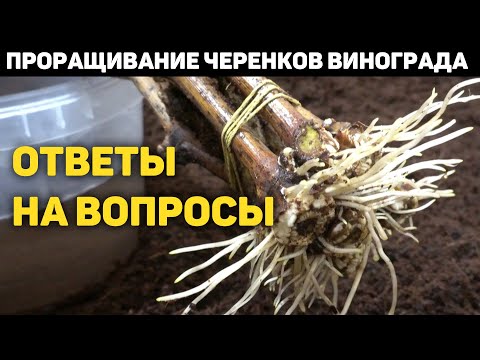 Видео: Как проращивать черенки винограда в домашних условиях? Ответы на часто задаваемые вопросы!