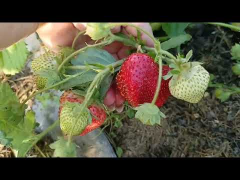 Видео: 🍓Пик клубничного безобразия😝Обзор по сортам🍓