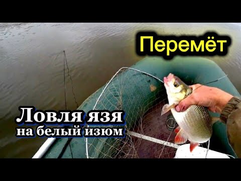 Видео: Поперечный перемёт на ЯЗЯ. Белый изюм в деле! Река ЧУЛЫМ.