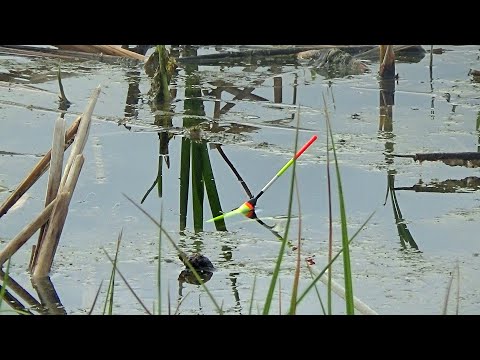 Видео: ТАКОГО НИКТО НЕ ОЖИДАЛ!!! ЗОЛОТЫЕ КАРАСИ В МАЛЕНЬКОЙ ЛУЖЕ!!!