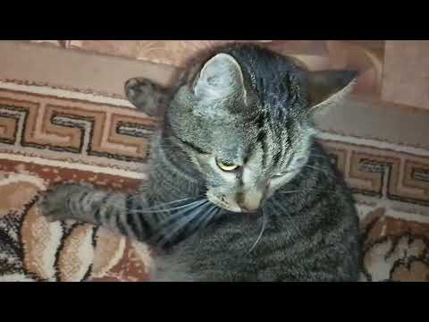 Видео: ЦВЕТЫ НА БАЛКОНЕ!💐МОИ КОТОНЯШКИ!😻💞💋