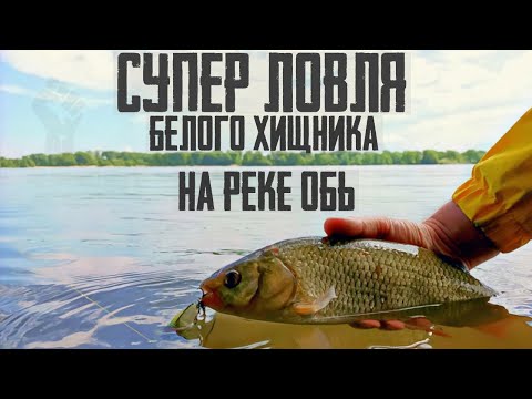 Видео: Ловлю белого хищника у черты города/Язь на кренки