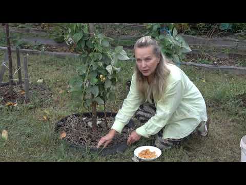 Видео: Малина Желтый гигант: ремонтантная и сладкая