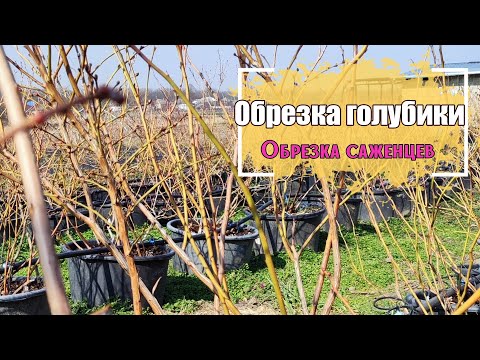 Видео: Обрезка голубики зимой. 🫐 Обрезка саженцев 1,5 года 🫐3,5 года 🫐 и взрослых 8 летних кустов