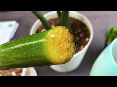 Видео: Замиокулькас Мидори. 