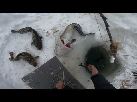 Видео: Рыбалка.Адреналин кипит..Спина трещит..Шнур звенит..