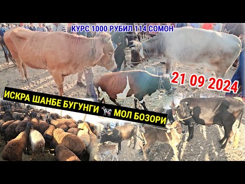 Видео: ИСКРА ШАНБЕ БУГУНГИ КУРС 1000 РУБИЛ 114 СОМОН 21 09 2024 МОЛ БОЗОРИ 🐏 КУЙ 🐐 ЭЧКИ КАТА МОЛ МАЕДА МОЛ