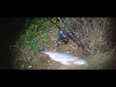Видео: Жерех, сцук0, апасный...