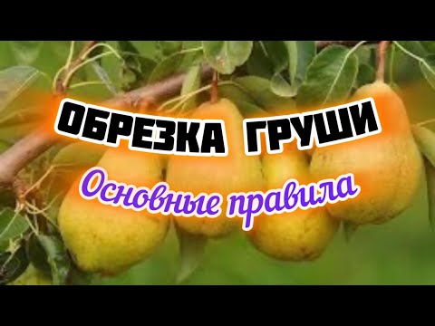 Видео: Обрезка груши весной.Тонкости формировки.