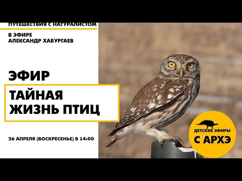 Видео: Детский эфир «Тайная жизнь птиц» в рамках рубрики «Путешествия с натуралистом»