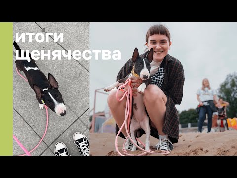 Видео: ВАМ ВЕСТОЧКА | ИТОГИ ЩЕНЯЧЕСТВА