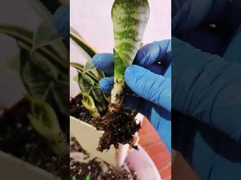 Видео: Сансевиерия ханни крем - переукоренение макушки,  часть 3 Судьба деток!