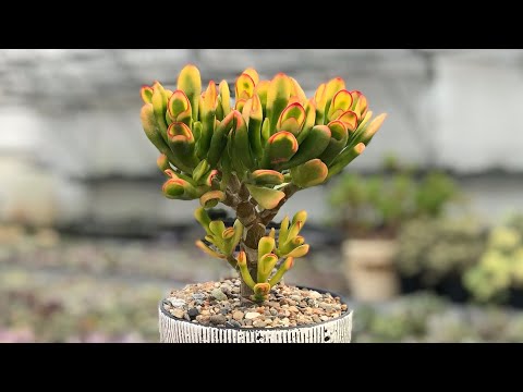 Видео: Толстянка (Crassula) - доступный суккулент для новичка