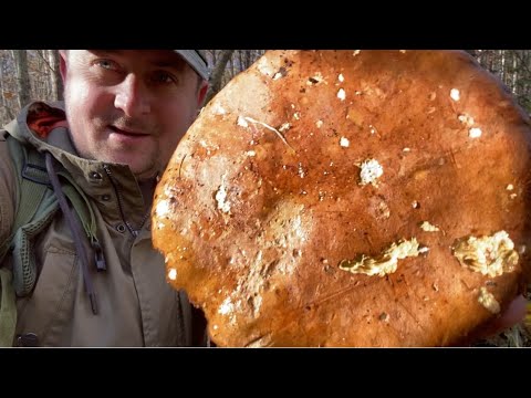 Видео: Гриби Гіганти думають рости до Нового року!! Ще одна дуже вдала Грибалка пройшла успішно