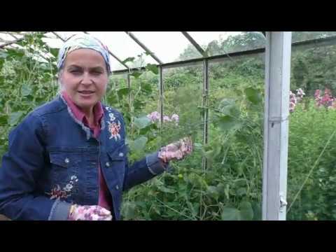 Видео: Паутинный клещ: как с ним бороться