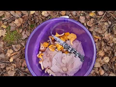 Видео: Фламулина или не фламулина-вот в чём вопрос🤔