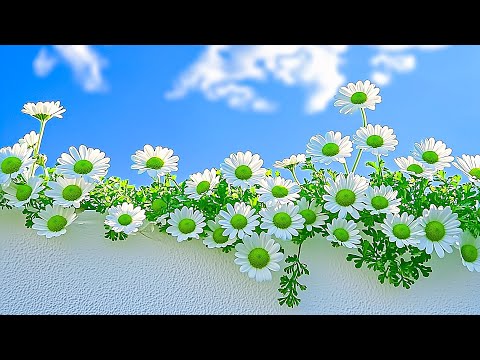 Видео: Мягкие гармонии для эмоционального исцеления 🌸 Целебная музыка для сердца и сосудов – улучшение памя
