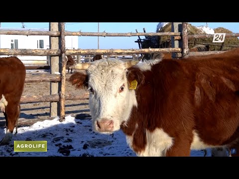 Видео: Казахская белоголовая порода – королева степи! | AgroLife