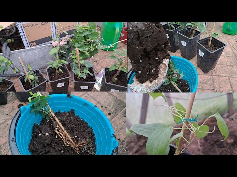 Видео: Посылка с клематисами. Питомник "Клематисы юга"... Стоит там покупать или нет?