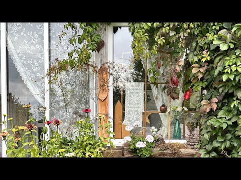 Видео: Осенний сад !30 сентября 2025 г. Обзор сада￼ и  прогулка, радуюсь солнышку, на закате. 