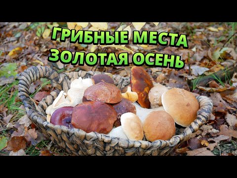 Видео: Грибные места. Ежовик жёлтый, белые грибы, польские грибы, осенние опята и другие.