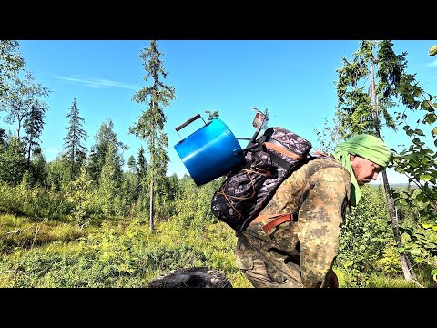 Видео: 15 000 за 6 часов. СБОР ЯГОД НА СЕВЕРЕ. КАК ЗАРАБОТАТЬ В ТАЙГЕ. НАСТОЯЩИЙ ТАЕЖНЫЙ ПРОМЫСЕЛ. ЯГОДЫ