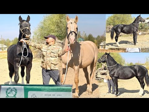 Видео: Сласка Адидас Линия 1,5 жаш 1,70см✊️