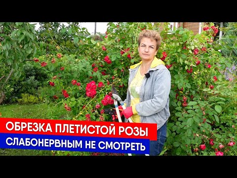 Видео: Обрезка плетистой розы - слабонервным не смотреть