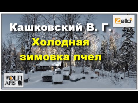 Видео: #Кашковский В. Г. #Холодная_зимовка пчел.