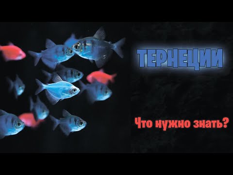 Видео: ТЕРНЕЦИЯ Glofish - Что нужно знать? - аквариумистика