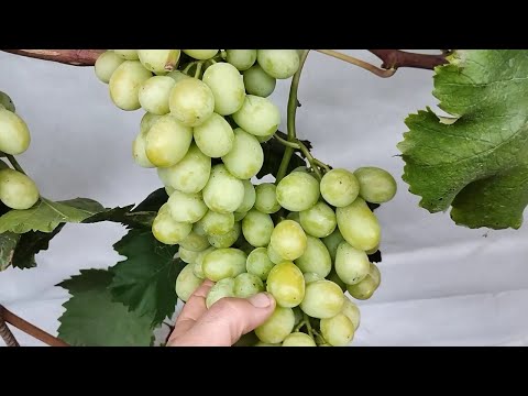 Видео: К-ш Солодки Свiт, Sweet Globe. 8 жовтня 2025 р.