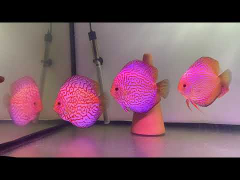 Видео: Дискусы и свет!