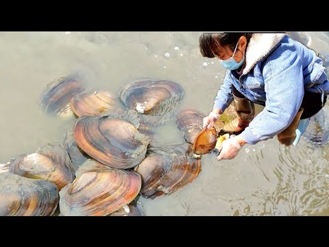 Видео: Продолжающаяся засуха. На дне пруда появилась гигантская жемчужная устрица