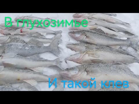 Видео: Нашли крупных судаков и половил и их, пока нас не срисовали.#судак#fishing#отдых#zander#ловлясудака