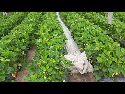 Видео: КЛУБНИЧНЫЙ СЕЗОН. ВСЕ ВЫМЕРЗЛО.ЦЕНЫ НА ЯГОДУ НЕТ!!