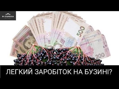 Видео: Чи легко заробити гроші на бузині?