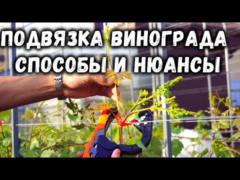 Видео: Подвязка винограда - способы и нюансы!