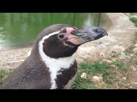 Видео: Bird Park, May 2016 / Парк птиц "Воробьи", Калужская область