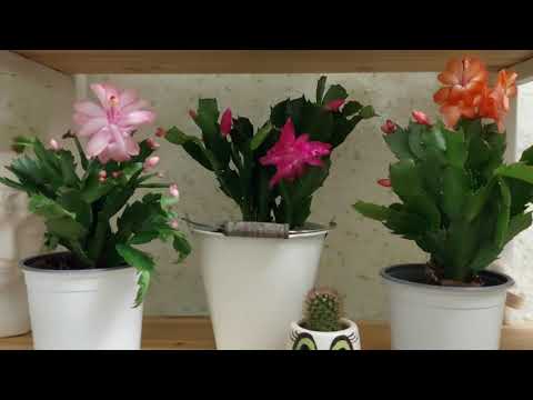 Видео: Укорінення сегментів шлюмбергери. Результат через три тижні.