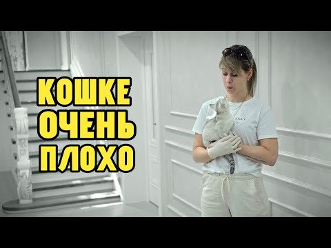 Видео: Кошке очень плохо 🥺💔 #Кошка  #Ветеринар #veterinarian